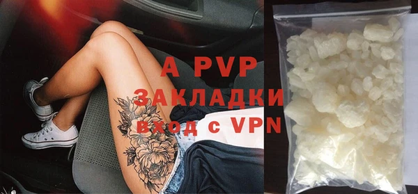 прущие грибы Елабуга